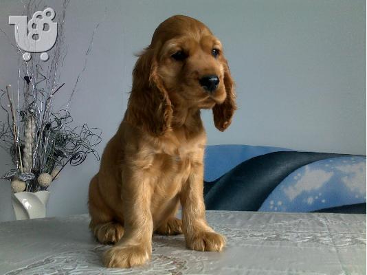 PoulaTo: Αγγλικός Κόκερ Σπάνιελ -350 euro